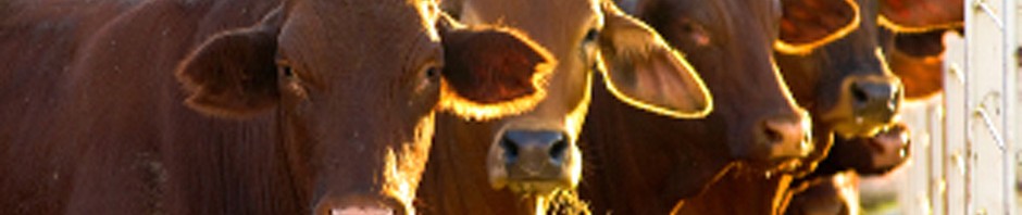 cattle