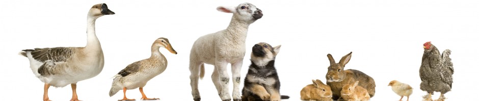 farm animals