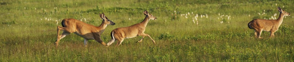 Horizontal photo of group of young whitetail bucks running across meadow