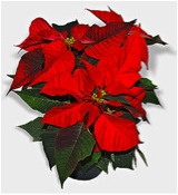 poinsettia poinsettia December 2011